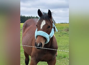 American Quarter Horse, Mare, 2 years, 15.2 hh, Brown