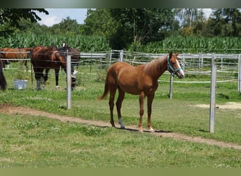American Quarter Horse, Mare, 2 years, 15.2 hh, Chestnut-Red