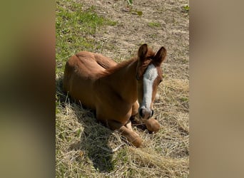 American Quarter Horse, Mare, 2 years, 15.2 hh, Chestnut-Red