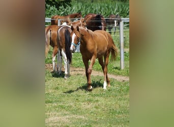 American Quarter Horse, Mare, 2 years, 15.2 hh, Chestnut-Red