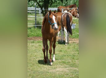American Quarter Horse, Mare, 2 years, 15.2 hh, Chestnut-Red