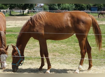 American Quarter Horse, Mare, 2 years, 15.2 hh, Chestnut-Red
