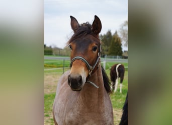 American Quarter Horse, Mare, 2 years, 15.2 hh, Roan-Bay