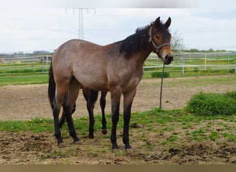American Quarter Horse, Mare, 2 years, 15.2 hh, Roan-Bay