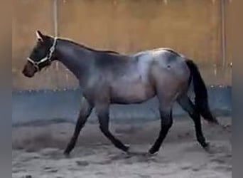 American Quarter Horse, Mare, 2 years, 15,2 hh, Roan-Bay