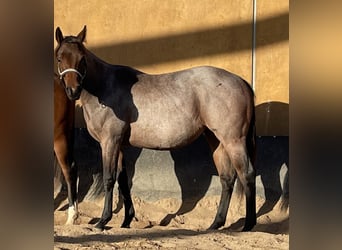 American Quarter Horse, Mare, 2 years, 15,2 hh, Roan-Bay