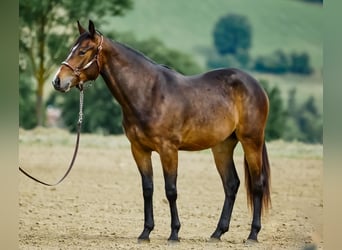 American Quarter Horse, Stute, 2 Jahre, 15 hh, Dunkelbrauner