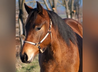 American Quarter Horse, Mare, 2 years, 15 hh, Brown