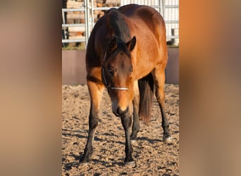 American Quarter Horse, Mare, 2 years, 15 hh, Brown