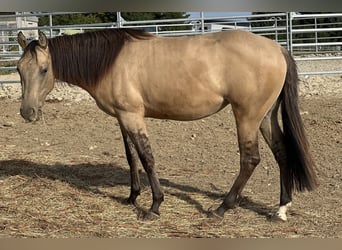 American Quarter Horse, Mare, 2 years, 15 hh, Buckskin