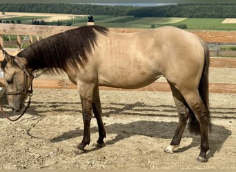 American Quarter Horse, Mare, 2 years, 15 hh, Buckskin