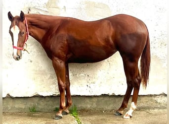 American Quarter Horse, Mare, 2 years, 15 hh, Chestnut
