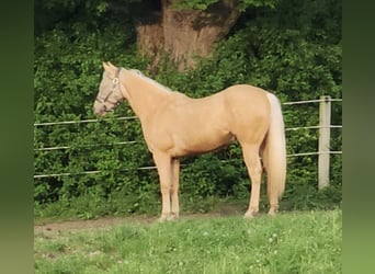 American Quarter Horse, Stute, 2 Jahre, 15 hh, Palomino