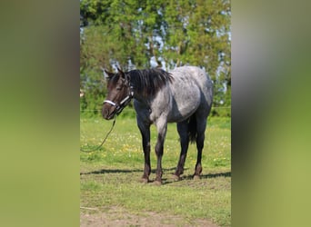 American Quarter Horse, Mare, 2 years, 15 hh, Roan-Blue