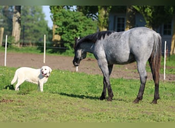 American Quarter Horse, Mare, 2 years, 15 hh, Roan-Blue