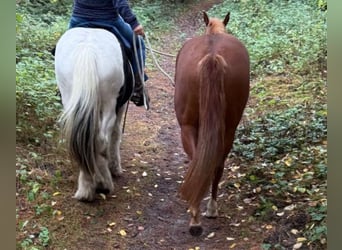 American Quarter Horse, Mare, 2 years, 15,1 hh, Chestnut
