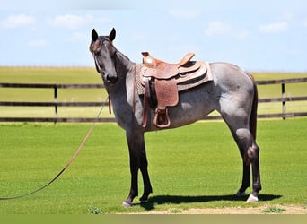 American Quarter Horse, Mare, 2 years, 15,1 hh, Roan-Blue