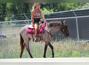American Quarter Horse, Mare, 2 years, 15,1 hh, Roan-Blue