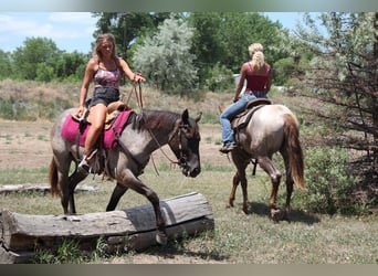 American Quarter Horse, Mare, 2 years, 15,1 hh, Roan-Blue