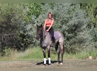 American Quarter Horse, Mare, 2 years, 15,1 hh, Roan-Blue