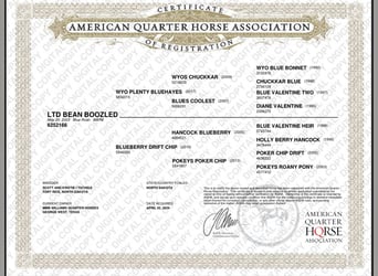 American Quarter Horse, Mare, 2 years, 15,1 hh, Roan-Blue