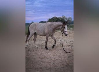American Quarter Horse, Mare, 2 years, 15,1 hh, Roan-Red