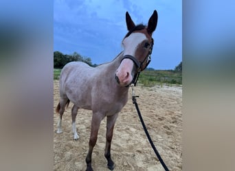 American Quarter Horse, Mare, 2 years, 15,1 hh, Roan-Red