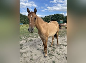American Quarter Horse, Mare, 2 years, 15,2 hh, Red Dun