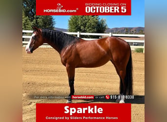 American Quarter Horse, Mare, 2 years, Bay