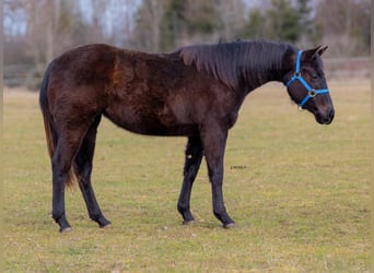 American Quarter Horse, Mare, 2 years, Black