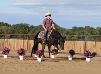 American Quarter Horse, Mare, 2 years, Black