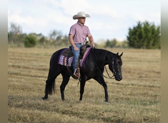 American Quarter Horse, Mare, 2 years, Black