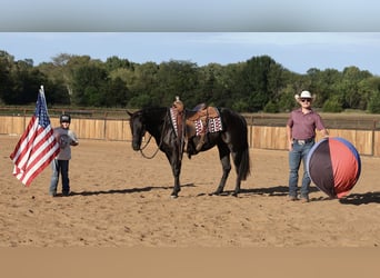 American Quarter Horse, Mare, 2 years, Black