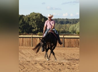 American Quarter Horse, Mare, 2 years, Black