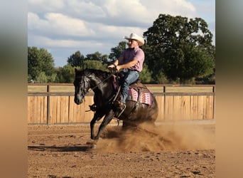 American Quarter Horse, Mare, 2 years, Black