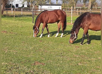 American Quarter Horse, Mare, 2 years, Brown