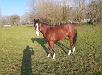 American Quarter Horse, Mare, 2 years, Brown