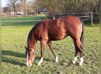 American Quarter Horse, Mare, 2 years, Brown