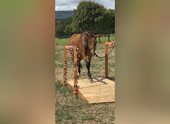 American Quarter Horse, Mare, 2 years, Brown