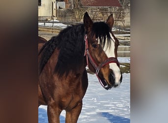 American Quarter Horse, Mare, 2 years, Brown