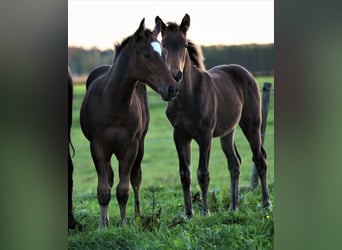 American Quarter Horse, Mare, 2 years, Brown