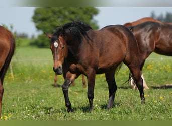 American Quarter Horse, Mare, 2 years, Brown