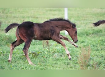 American Quarter Horse, Mare, 2 years, Brown