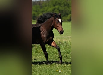 American Quarter Horse, Mare, 2 years, Brown