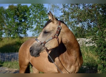 American Quarter Horse, Mare, 2 years, Buckskin
