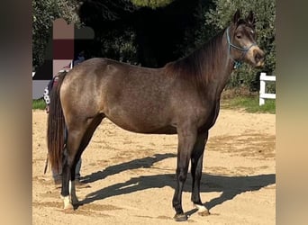 American Quarter Horse, Mare, 2 years, Buckskin