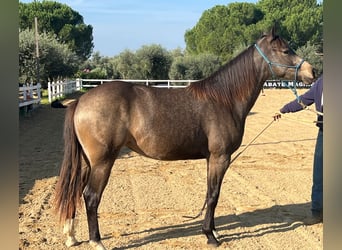 American Quarter Horse, Mare, 2 years, Buckskin