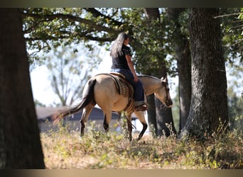 American Quarter Horse, Mare, 2 years, Buckskin