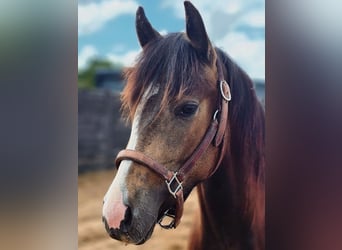 American Quarter Horse, Mare, 2 years, Buckskin