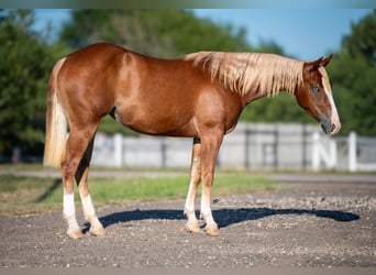 American Quarter Horse, Mare, 2 years, Chestnut